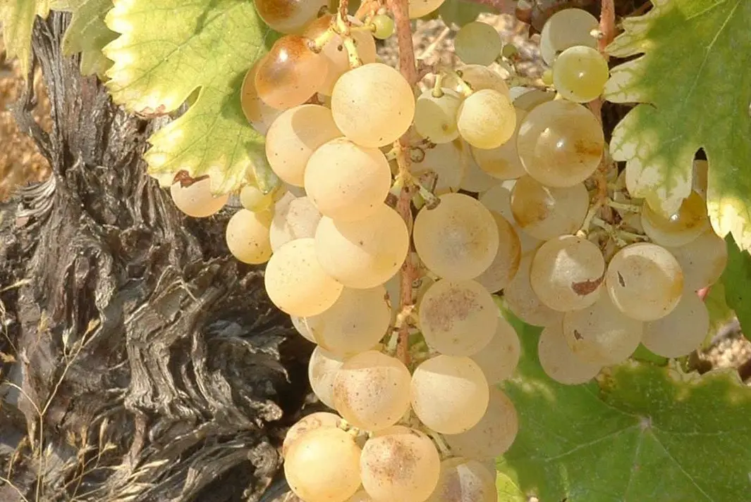 Pale yellow grapes clustered on a vine with green leaves and gnarled trunk.