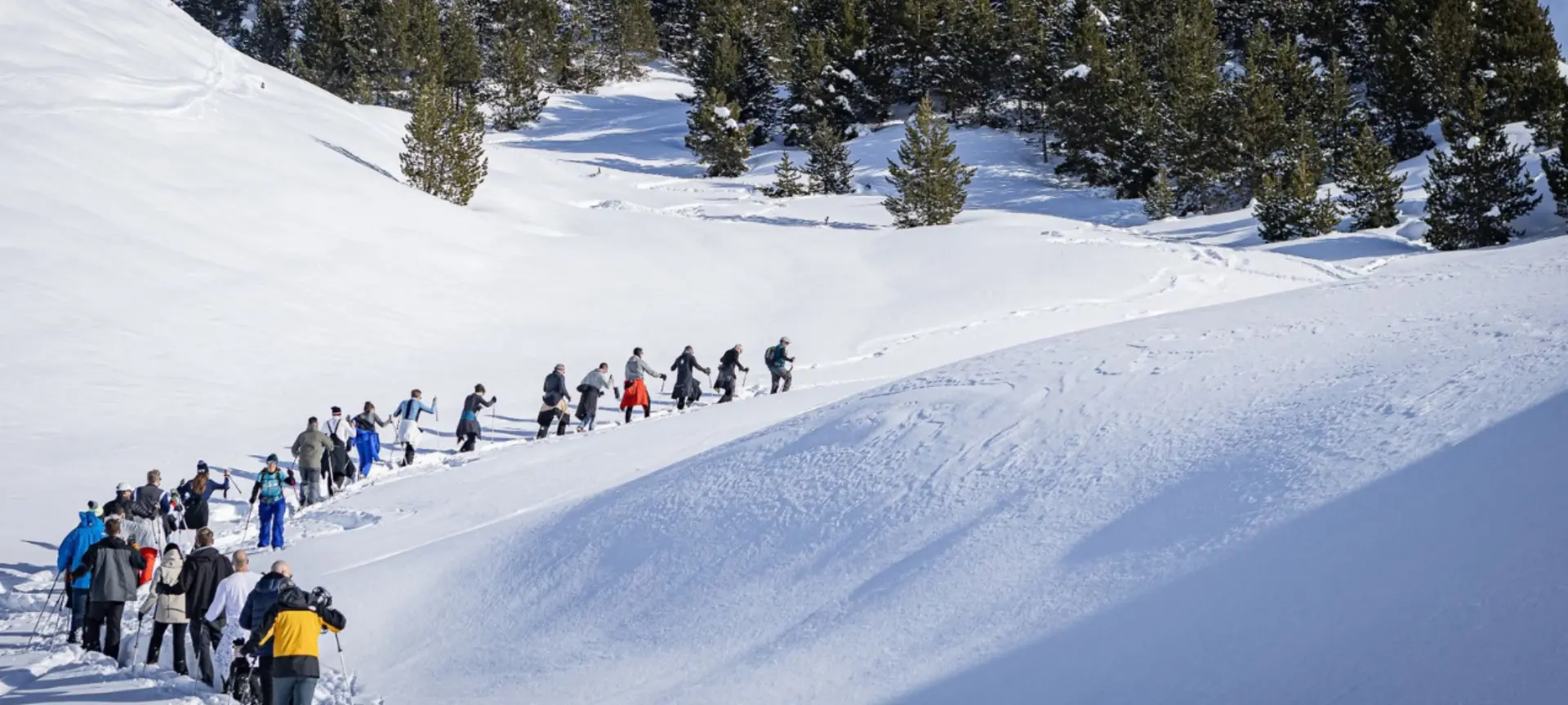 Large group of people hiking in single file across a snowy mountain slope with evergreen trees.